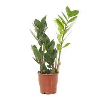 Zamioculcas zamiifolia - saksija 12 cm / visina 40 cm