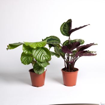 Calathea mix - saksija 19 cm / visina 85 cm