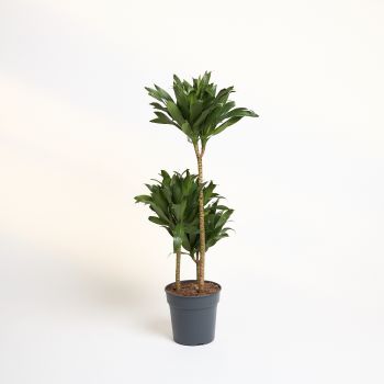 Dracaena compacta  60- 30-15 - saksija 21 cm / visina 110 cm