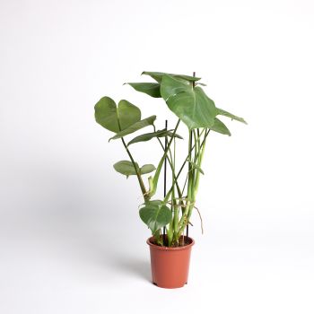 Monstera deliciosa - saksija 17 cm / visina 75 cm