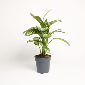 Dieffenbachia - mix - saksija 24 cm / visina 85 cm