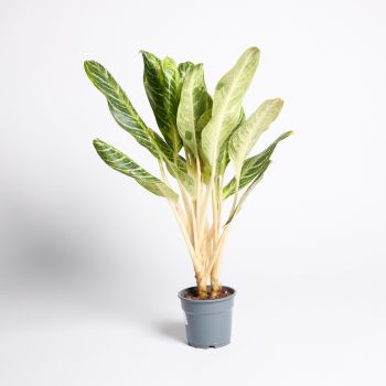 Aglaonema mix - saksija 17 cm / visina 65 cm