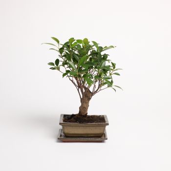 Bonsai mix - saksija 20 cm / visina 30 cm