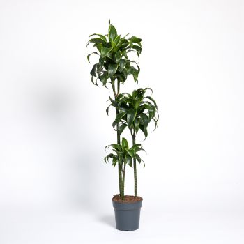 Dracaena fragrans 'Dorado'  90- 60-30 - saksija 24 cm / visina 130 cm