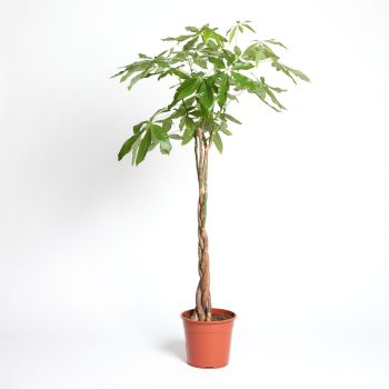 Pachira aquatica 5 pp - saksija 27 cm / visina 160 cm