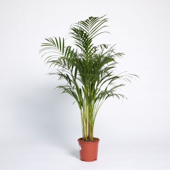 Dypsis lutescens - saksija 21 cm / visina 130 cm