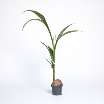 Cocos nucifera - saksija 19 cm / visina 130 cm