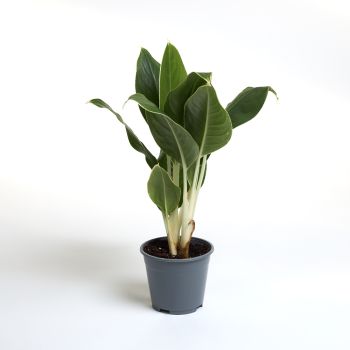 Aglaonema mix - saksija 14 cm / visina 40 cm