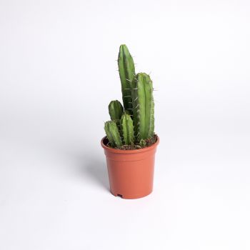 Cactus mix - saksija 17 cm / visina 35 cm