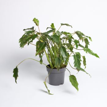 Philodendron xanadu - saksija 21 cm / visina 60 cm