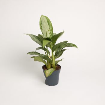 Aglaonema 'Sylver Bay' - saksija 19 cm / visina 60 cm