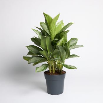 Aglaonema 'Sylver Bay' - saksija 24 cm / visina 65 cm