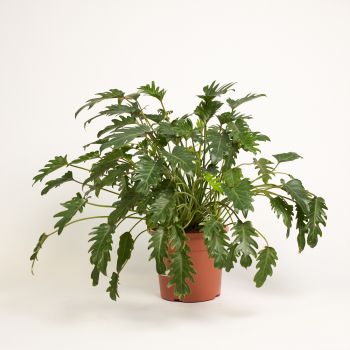 Philodendron xanadu - saksija 30 cm / visina 80 cm