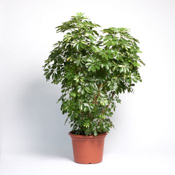 Schefflera mate - tuft - saksija 45 cm / visina 160 cm