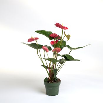 Anthurium mix - saksija 14 cm / visina 55 cm