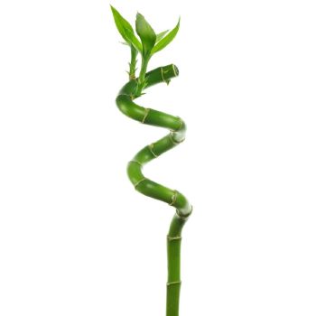 Dracaena lucky bamboo - Spiral - 70 cm