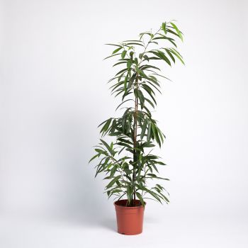 Ficus binnendijkii 'Amstel King' - saksija 27 cm / visina 135 cm