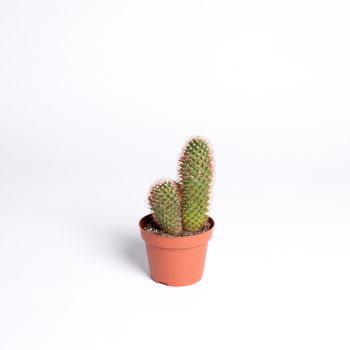 Cactus mix - saksija 12 cm / visina 15 cm