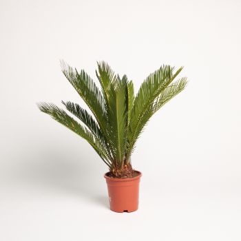 Cycas revoluta - saksija 17 cm / visina 65 cm