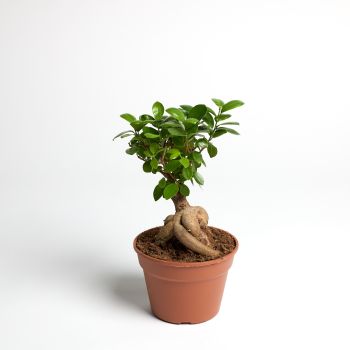 Ficus microcarpa 'Ginseng' - saksija 17 cm / visina 40 cm