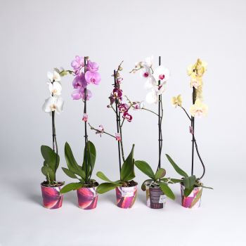 Phalaenopsis mix - budget - 1 grana - saksija 12 cm / visina 60 cm