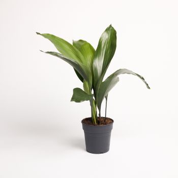 Aspidistra elatior - saksija 15 cm / visina 60 cm