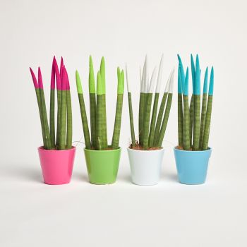 Sansevieria cylindrica - Ceramic velvet - saksija 8 cm / visina 33 cm