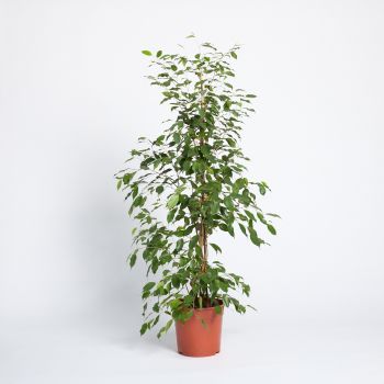 Ficus benjamin - mix - saksija 27 cm / visina 130 cm