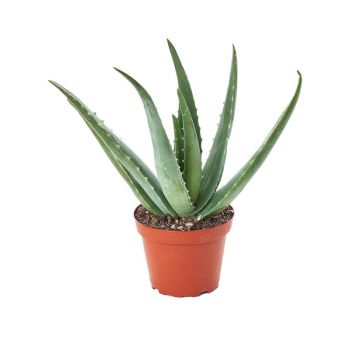 Aloe vera - saksija 12 cm / visina 35 cm