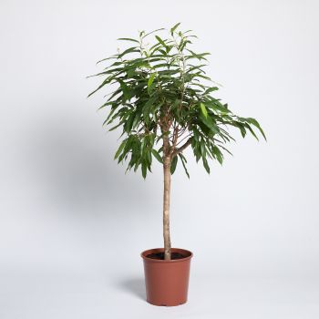 Ficus binnendijkii 'Amstel King' - saksija 30 cm / visina 130 cm