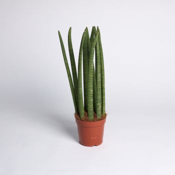 Sansevieria cylindrica - saksija 17 cm / visina 70 cm