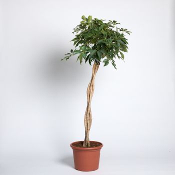 Schefflera arboricola - saksija 40 cm / visina 190 cm