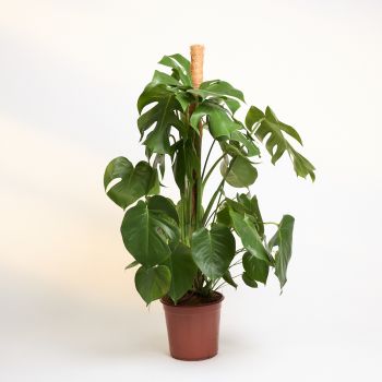 Monstera deliciosa - moss - saksija 24 cm / visina 120 cm