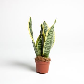 Sansevieria trif. 'Futura Superba' - saksija 9 cm / visina 28 cm