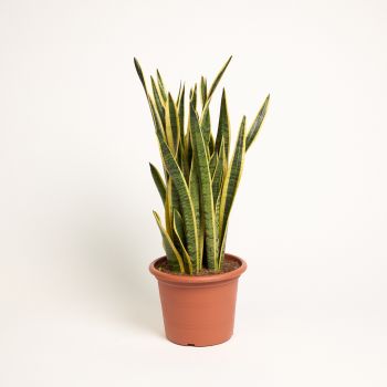 Sansevieria trifasciata  'Laurenthii' - saksija 30 cm / visina 90 cm