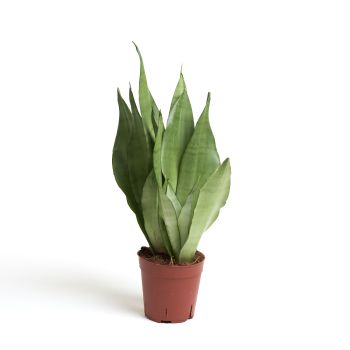 Sansevieria trif. mix - saksija 14 cm / visina 50 cm