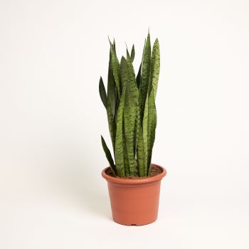 Sansevieria trifasciata  'Zeylanica' - saksija 30 cm / visina 100 cm