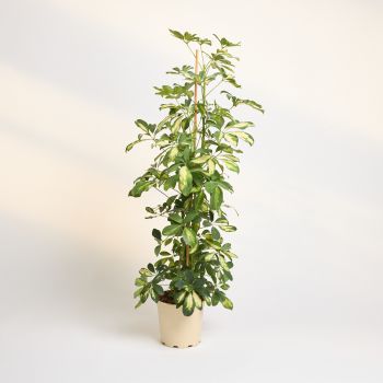 Schefflera arboricola 'Dalton' - saksija 21 cm / visina 115 cm