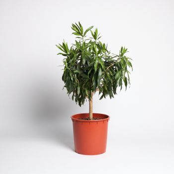 Dracaena reflexa 'Song of Jamaica'  - saksija 24 cm / visina 80 cm