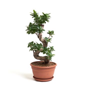 Ficus microcarpa 'Ginseng' - saksija 25 cm / visina 70 cm