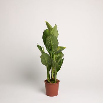 Dieffenbachia 'Tropic Snow' - saksija 20 cm / visina 60 cm