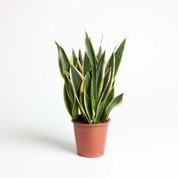 Sansevieria trif. various - mix - saksija 17 cm / visina 60 cm