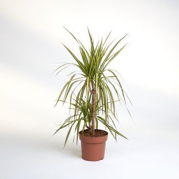 Dracaena marginata 'Sunray' - saksija 17 cm / visina 70 cm