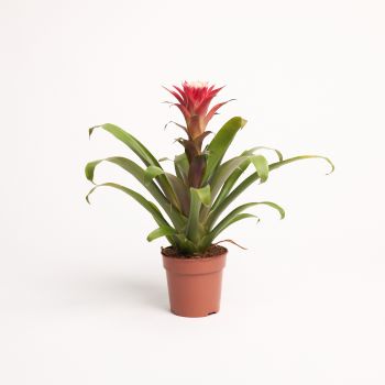 Guzmania 'Hope' - saksija 12 cm / visina 40 cm