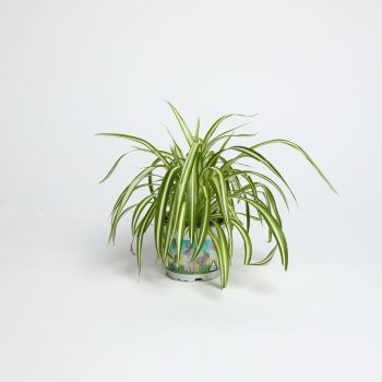 Chlorophytum comosum  - saksija 12 cm / visina 25 cm