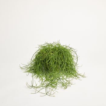 Rhipsalis baccifera - saksija 17 cm / visina 35 cm