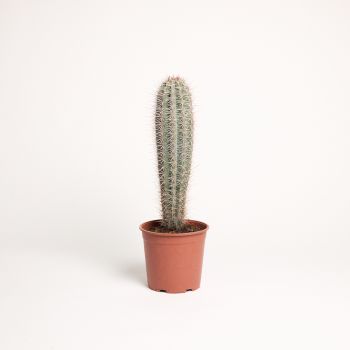 Cactus mix - saksija 21 cm / visina 50 cm