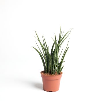 Sansevieria cylindrica 'Fernwood' - saksija 12 cm / visina 35 cm