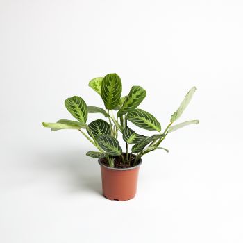 Marantha leuconeura 'Lemon' - saksija 12 cm / visina 35 cm