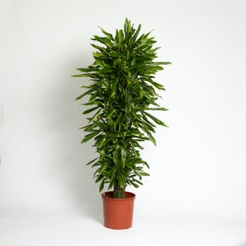 Dracaena fragrans 'Golden Coast' branched - saksija 34 cm / visina 190 cm